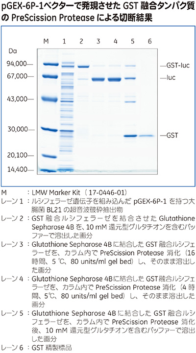 GST融合タンパク質のPreScission™ Proteaseによる切断結果