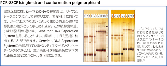 GenePhor泳動例（PCR‐SSCP）