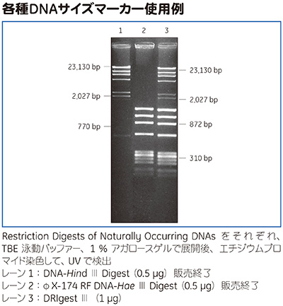 各種DNAサイズマーカー使用例
