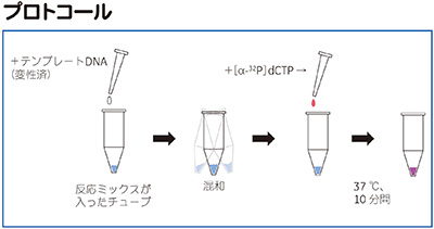 Rediprime II DNA Labelling Systemプロトコール