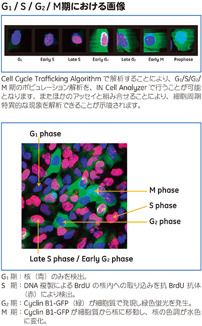 G1 / S / G2 / M期における画像