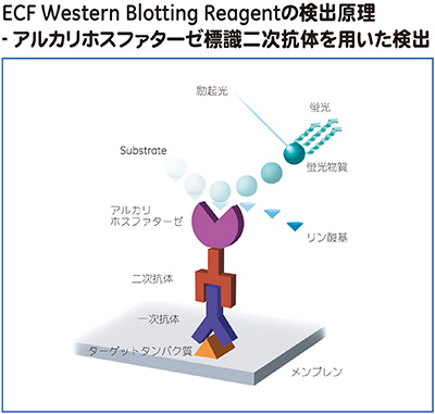ECF Western Blotting Reagentの検出原理 - アルカリホスファターゼ標識二次抗体を用いた検出