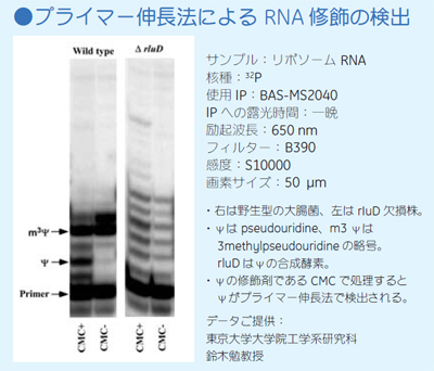 プライマー伸長法によるRNA 修飾の検出