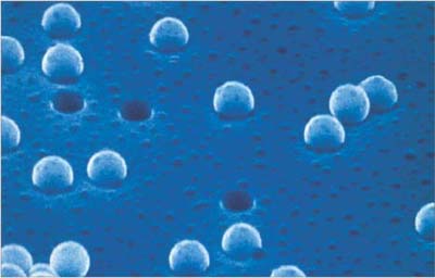 Electron Micrograph of Cyclopore™ Membrane