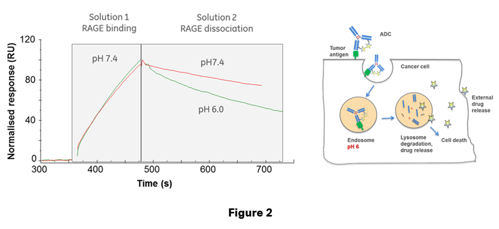 RAGE（Receptor for Advanced Glycation End Products）とADCsの相互作用を評価した事例