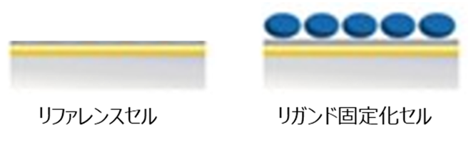 リファレンスセルとリガンド固定化セルのセンサーチップ表面