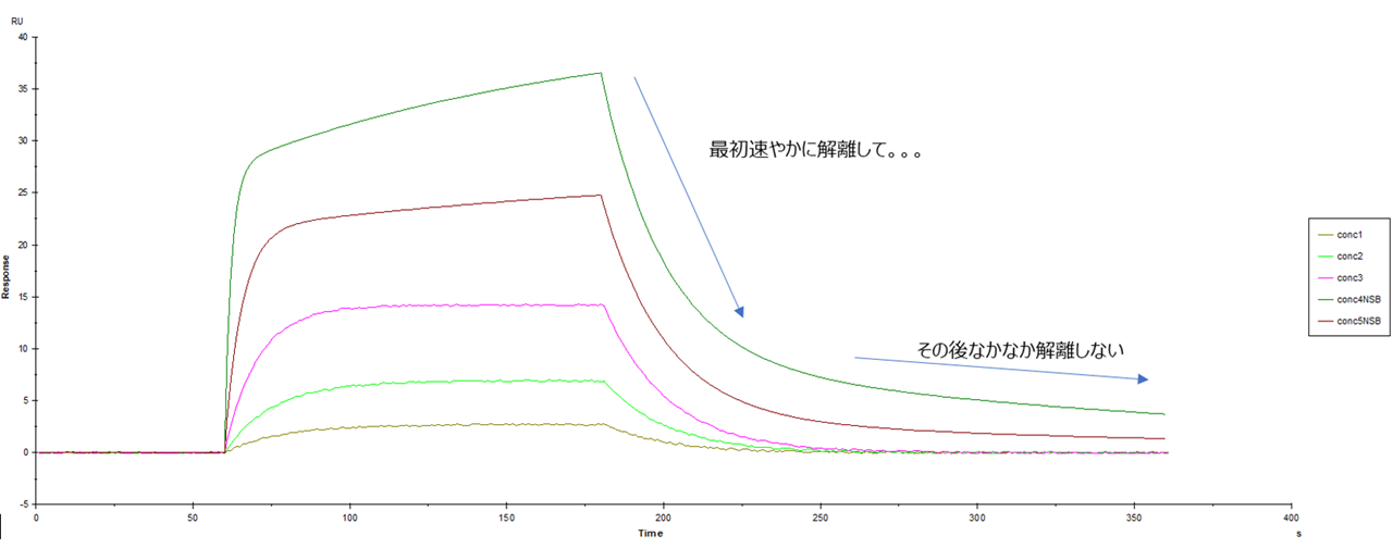 二相性のセンサーグラムの読み方