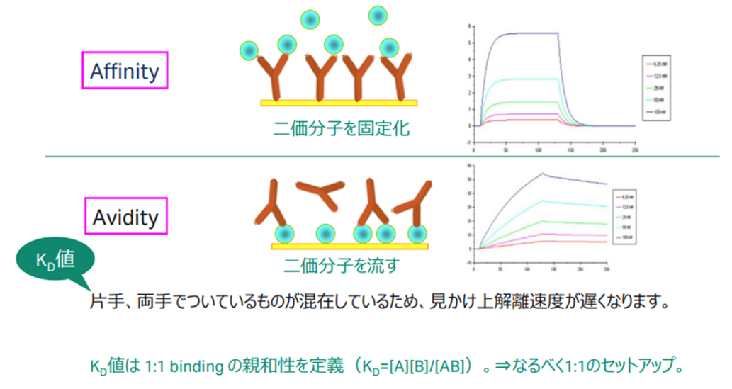 AffinityとAvidityの違い