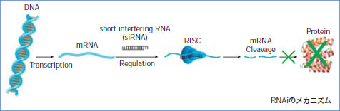 複数のタンパク質と相互作用してRISCを形成するsiRNAがRNAiを用いた研究の鍵となります。