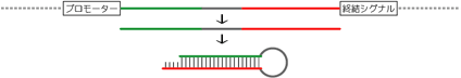 ヘアピン型siRNA発現ベクターのsiRNA鋳型配列周辺と動作機序の模式図