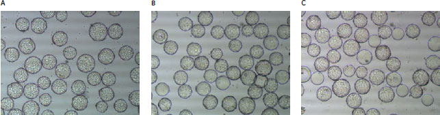 スケールごとのVero細胞の写真