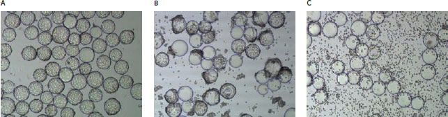 Vero細胞の写真