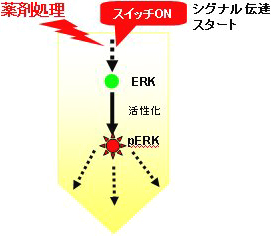 ERK経路概念図