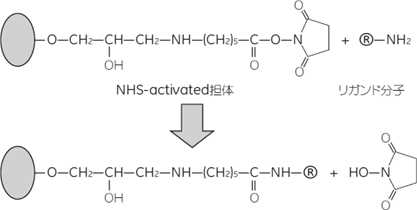 NHS-activated担体とリガンド分子の反応