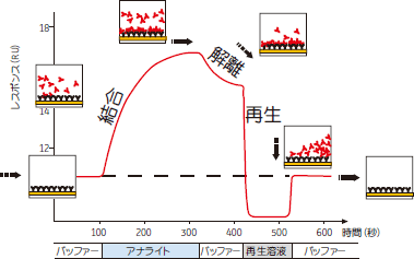 Biacore™、反応の模式図