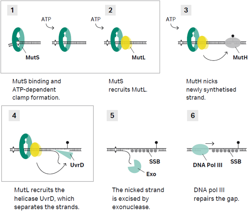 DNAミスマッチ修復機構