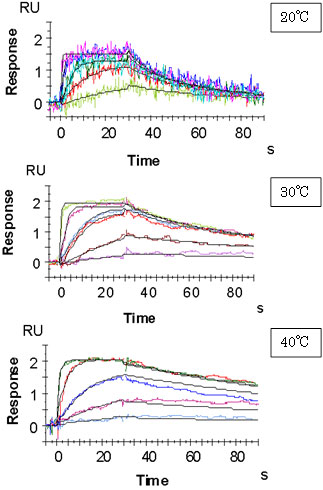 Melagatran-Thrombinの結合レスポンスの温度依存性