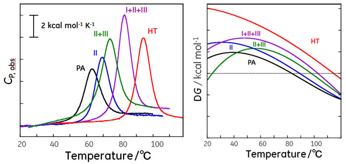 野生型シトクロームおよび変異体の熱量量曲線（左）と自由エネルギー変化（右）