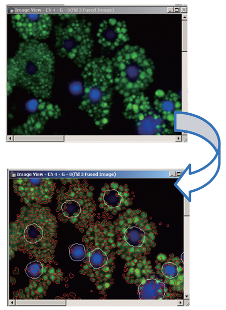 　画像解析ソフトウェア（IN Cell Investigator）による脂肪細胞認