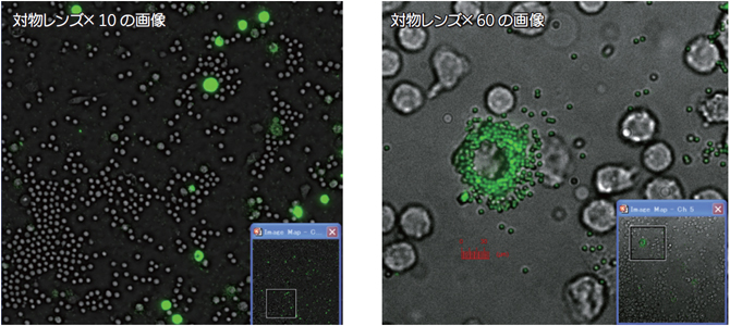 IN Cell Analyzer 2000で撮影した細胞画像
