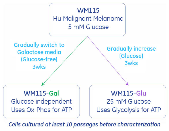 親株のヒトメラノーマ細胞株（WM115）をグルコース無添加または高グルコース培地に順化