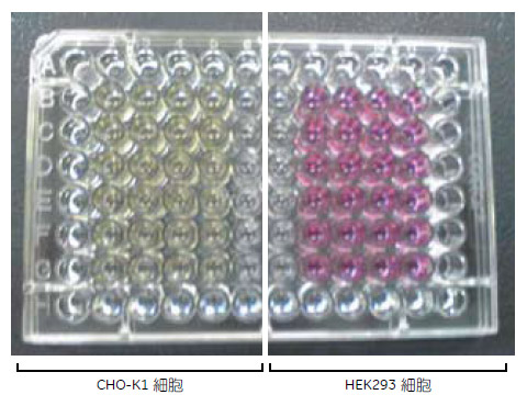 図1 CHO-K1細胞およびHEK293細胞を播種した96ウェルプレート