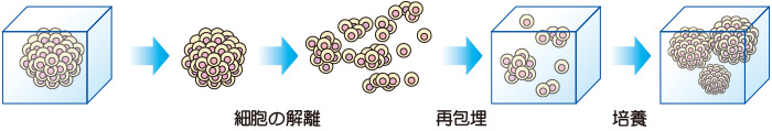 図2. 大腸上皮幹細胞を含む細胞集団の継代培養模式図