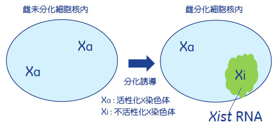 図1. Xist RNAがX染色体を覆って染色体を不活性化する模式図