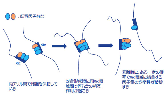 図3. ランダムなX染色体不活性化メカニズムの仮説図