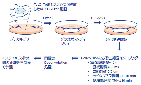 図4. 生細胞イメージングの概要図