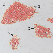 （C） 画像認識後の結果。コロニー（黄）、細胞（赤）、M期細胞（青）