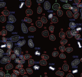 図5 細胞拡大図