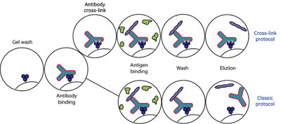 クロスリンクプロトコールでは抗体とProtein Gを架橋することで、溶出液への抗体混入を抑制します