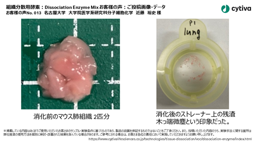組織分散用酵素：Dissociation Enzyme Mix お客様の声 No013 名古屋大学 大学院医学系研究科分子細胞化学 近藤 裕史様