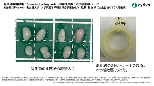 組織分散用酵素：Dissociation Enzyme Mix お客様の声 No014 名古屋大学 大学院医学系研究科分子細胞化学 近藤 裕史様