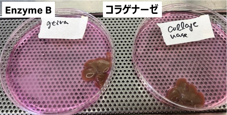 灌流後における肝臓組織の概観写真