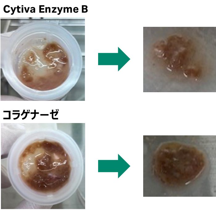 70 µmセルストレーナーで濾過後の写真