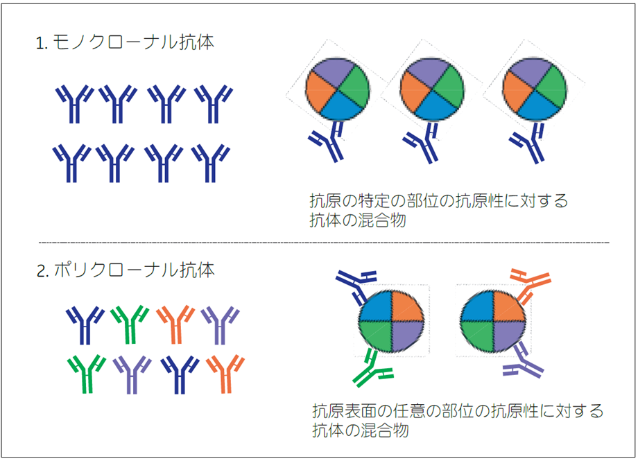 モノクローナル抗体とポリクローナル抗体の特徴