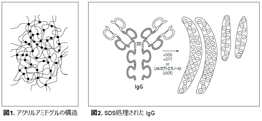 アクリルアミドゲルの構造とSDS処理された IgG