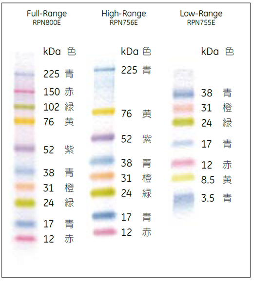 Rainbow™ Molecular Weight Markers の電気泳動図